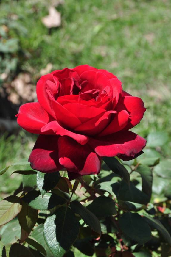 Muitas flores no Parque General San Martín, em Mendoza, na Argentina